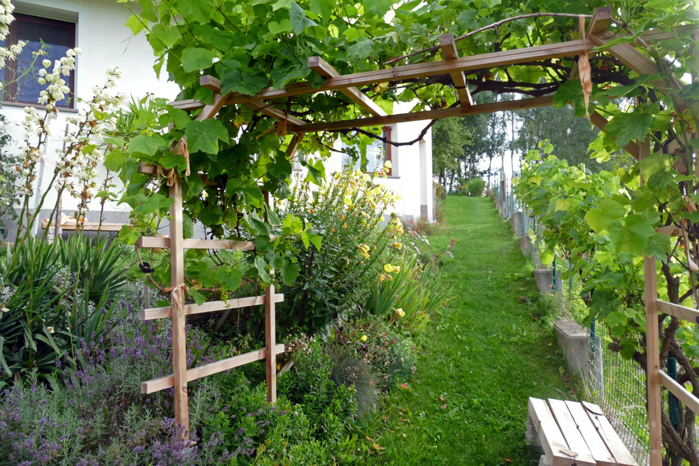 Traggerüst für Weinreben im Sommer