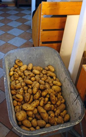 Schubkarre gefüllt mit Kartoffel