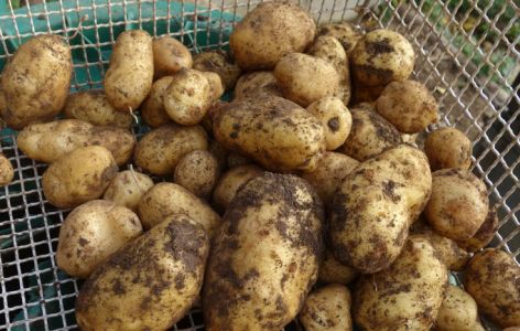 Tag 173:26.10.2017 Geschätzte 50 Kartoffel wurden geerntet