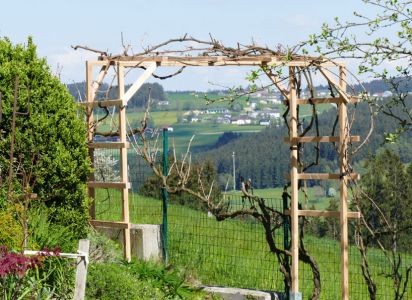 Traggerüst für die Weinreben