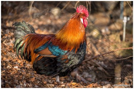 Eine weitere Unterstützung um das biologische Gleichgewicht zu halten (Beutenkäfer)